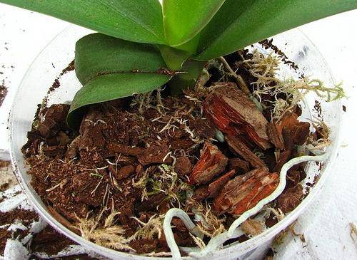 Что такое субстрат и какой лучше всего подойдет для орхидей?