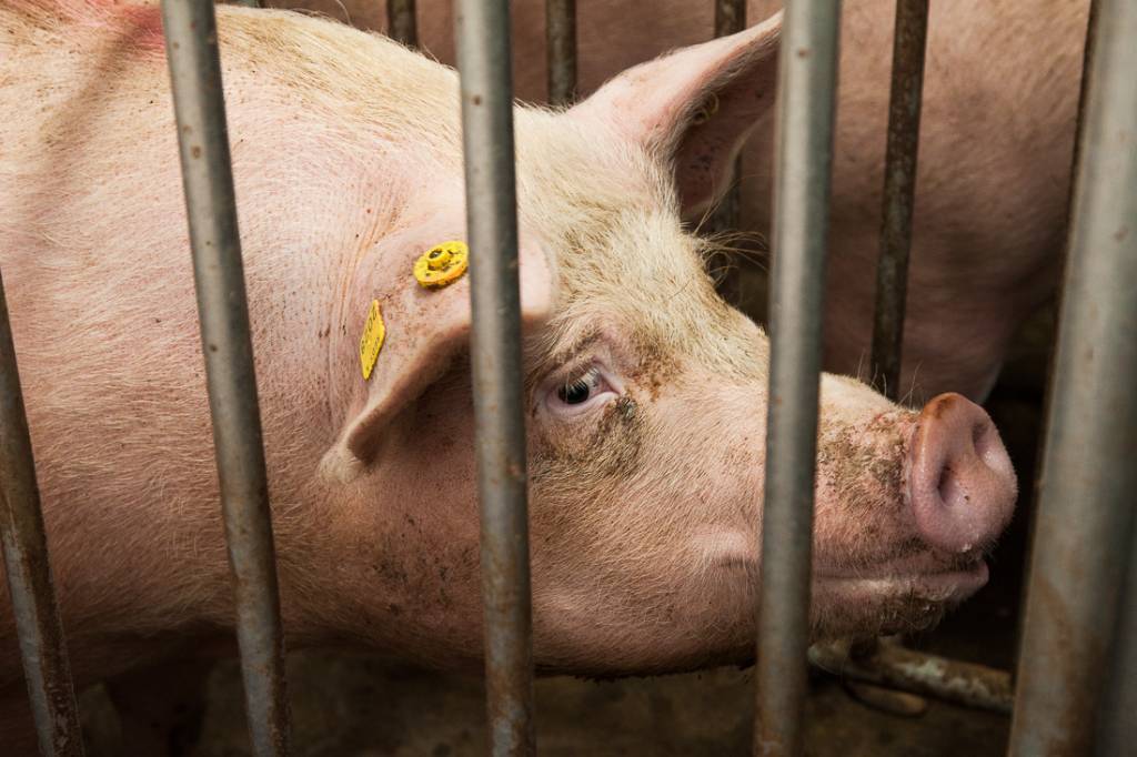 Что проколоть поросенку от рожи. рожа свиней — инфекционная болезнь, способная поразить даже человека. среди главных мер профилактики