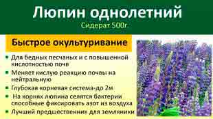 Растение сафлор полезные свойства и применение посев и выращивание