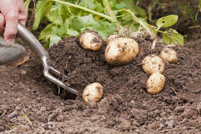 Как собрать картофель уже в июне: 7 секретов раннего урожая