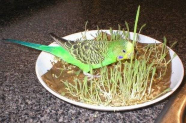 Особенности кормления ожереловых попугаев в неволе