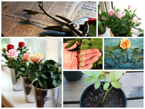 Как научиться укоренять розы из подаренного букета