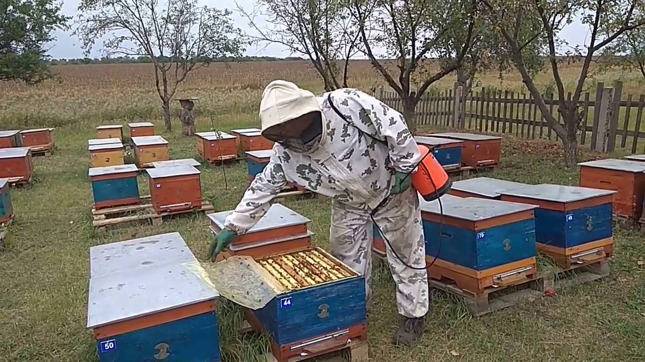 Пчеловодство лечение пчел на зиму бипином