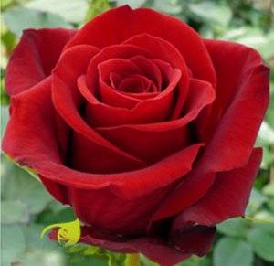 Кустовые розы: посадка и уход, выращивание и размножение