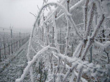 Как укрыть виноград на зиму?