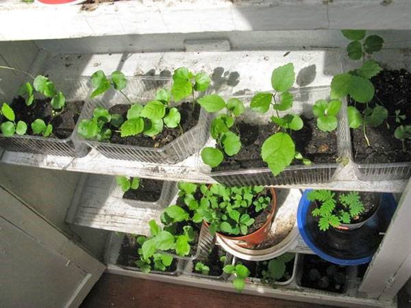 Как выращивать гибискус садовый в условиях средней полосы