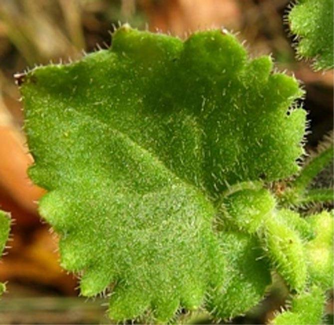 Бакопа мадагаскарская – нужное и полезное растение для аквариума