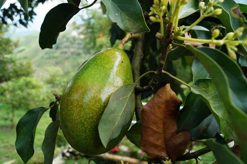 Авокадо – дерево, обладающее уникальным внешним видом