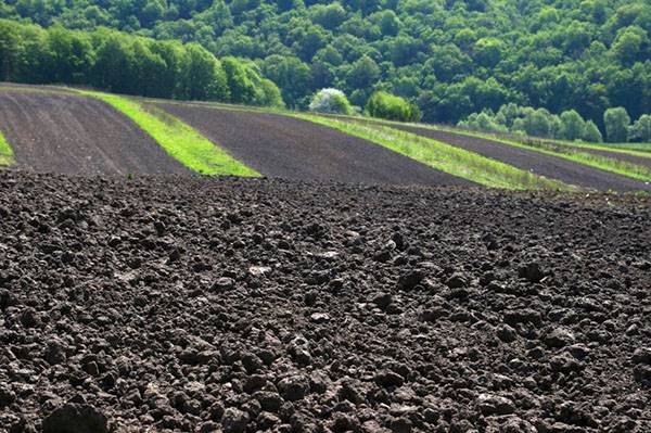 Тундрово-глеевые почвы: характеристика, особенности