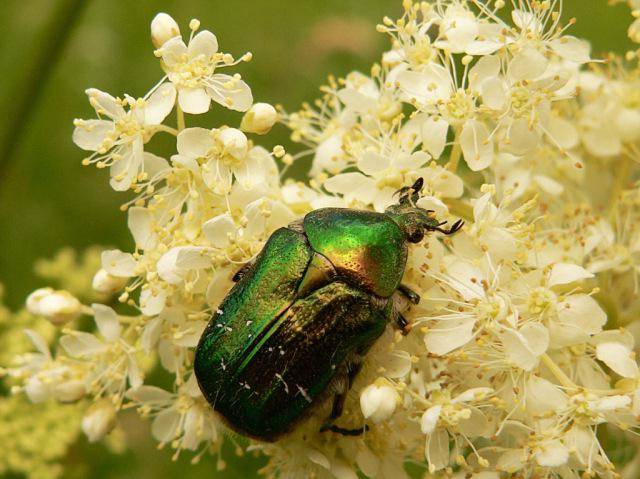 Нашествие жука: бронзовка мелкая зеленая и методы борьбы с ней