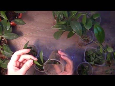 Черенкование – отличный способ размножить любимые растения