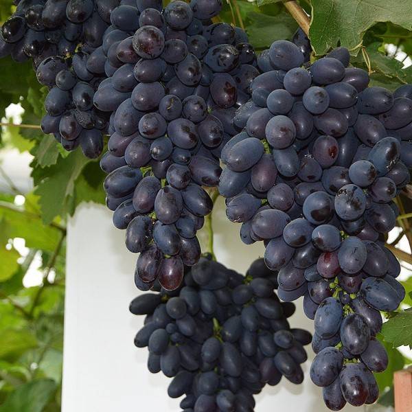 Виноград Фуршетный — описание сорта, фото