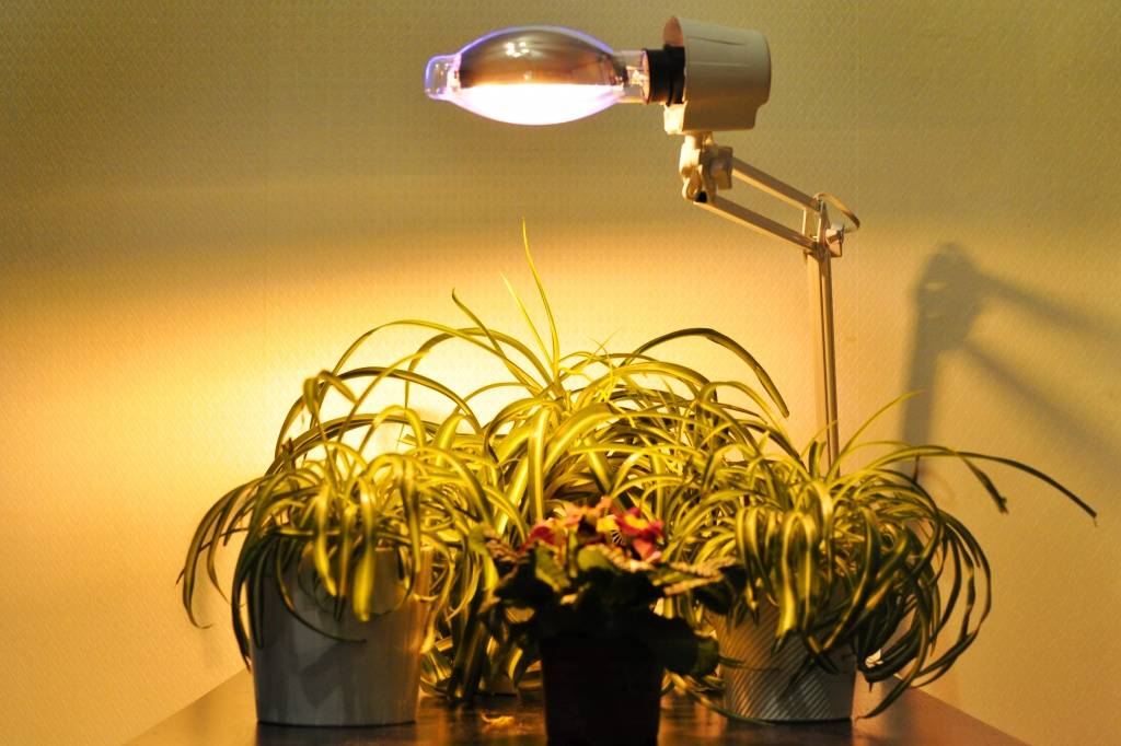 Как правильно выбрать лампы для растений