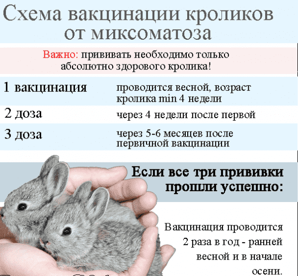 Какие и когда делают прививки кроликам