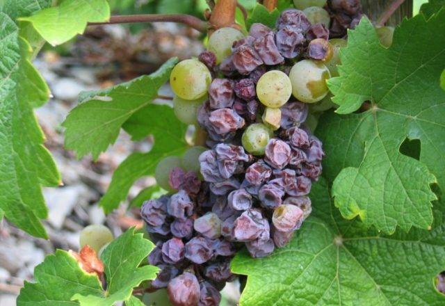 Как лечить хлороз на винограде железным купоросом, что делать и как обработать