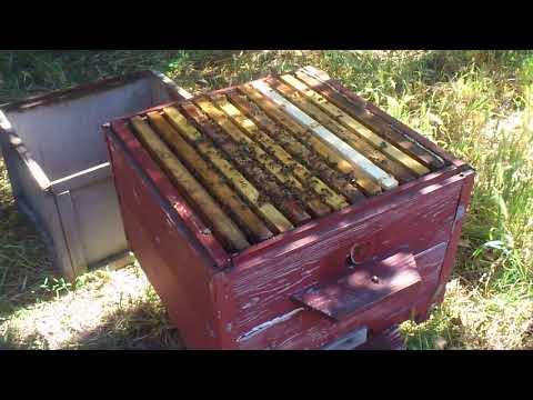 Каким способом сделать пчелиный отводок