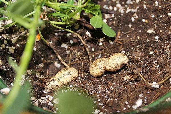 Можно ли вырастить арахис на урале, в сибири и как это сделать в открытом грунте? пошаговая инструкция процедуры