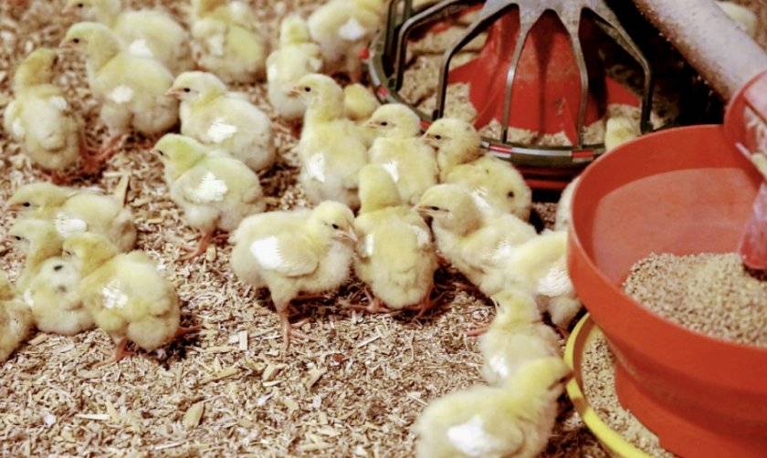 Комбикорм для кур: виды, выбор и правила кормления