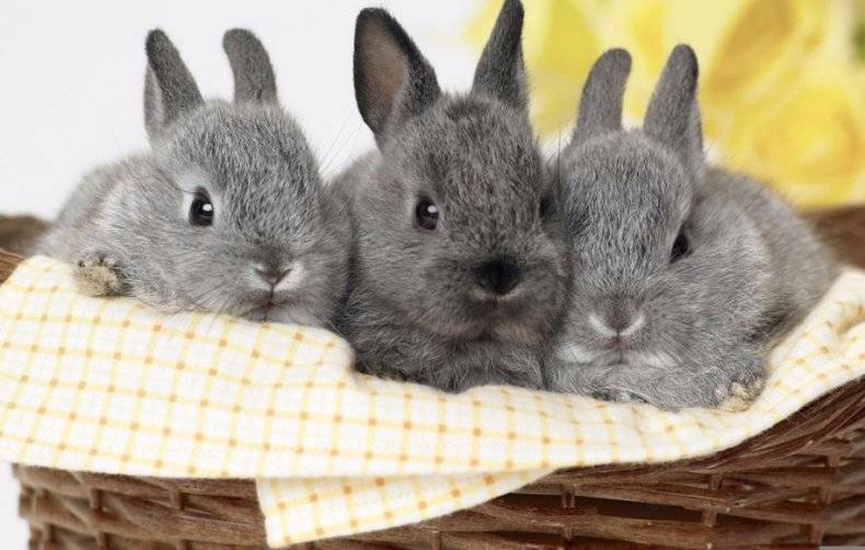 Домашний кролик — породы, виды, особенности, уход и содержание в домашних условиях (135 фото)