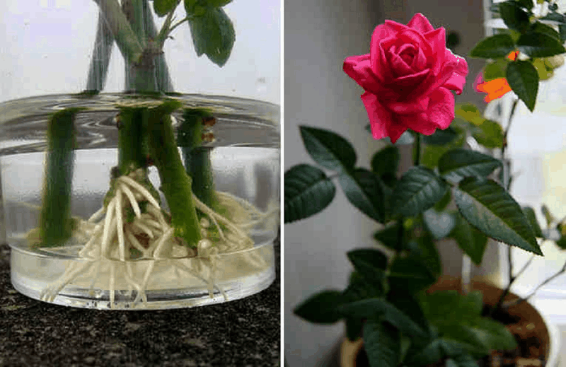 Как вырастить розу из черенка из букета в домашних условиях?
