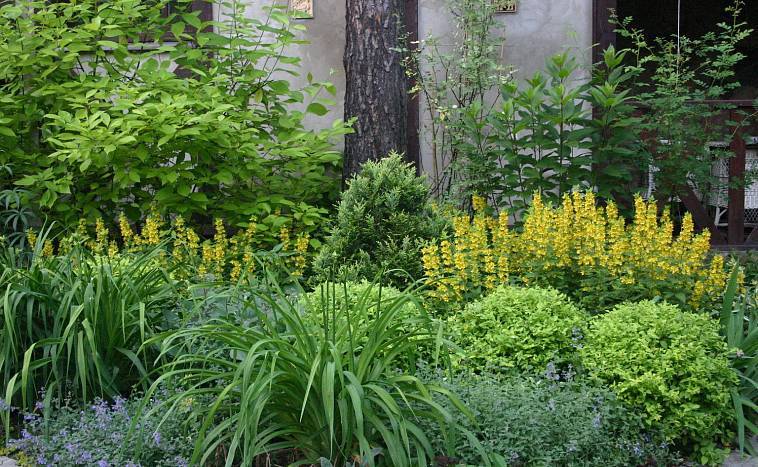 Цветущие кустарники для сада, многолетние и неприхотливые