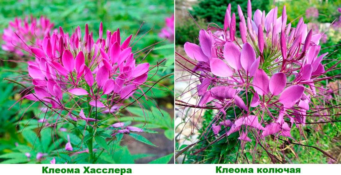 Клеома цветок — описание многолетних видов колючая и хесслера