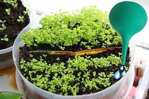 Как вырастить лобелию ампельную из семян в домашних условиях