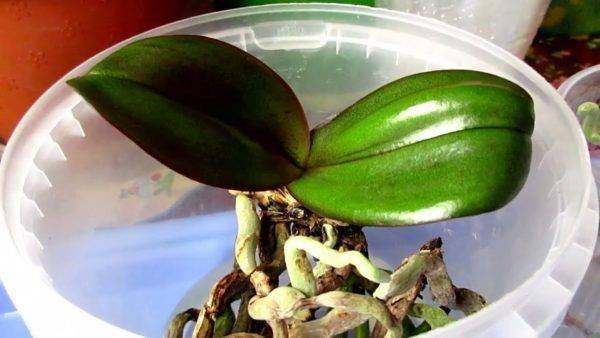 Как размножить орхидею в домашних условиях: цветоносом и другими вариантами