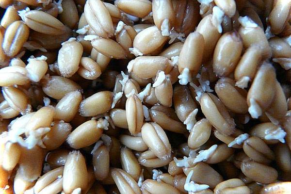 Польза и вред пророщенной пшеницы для организма: как проращивать для еды дома и как принимать