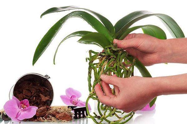 Использование янтарной кислоты для орхидей