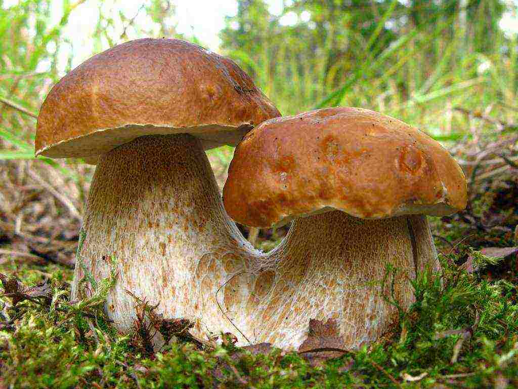 Как вырастить белые грибы дома и на даче?