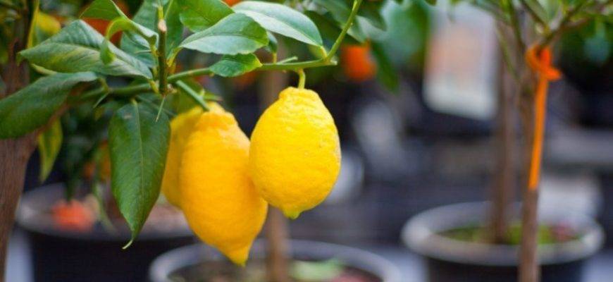 Попробуйте вырастить дома лимон Мейера