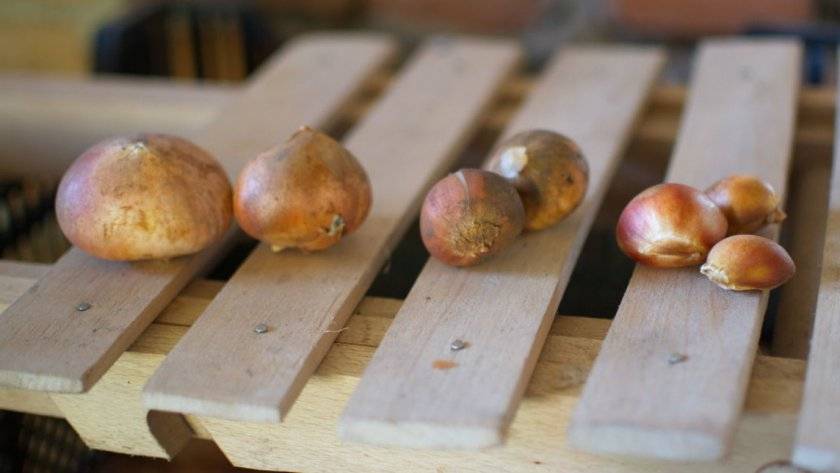 Как хранить луковицы тюльпанов: подготовка и выбор места