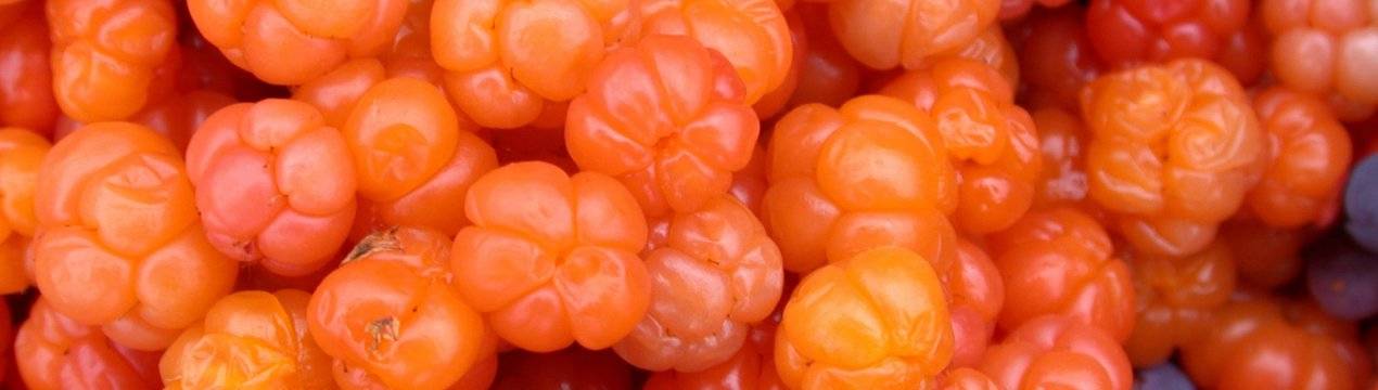 Морошка (ягоды, чашелистики) — полезные свойства и противопоказания, рецепты
