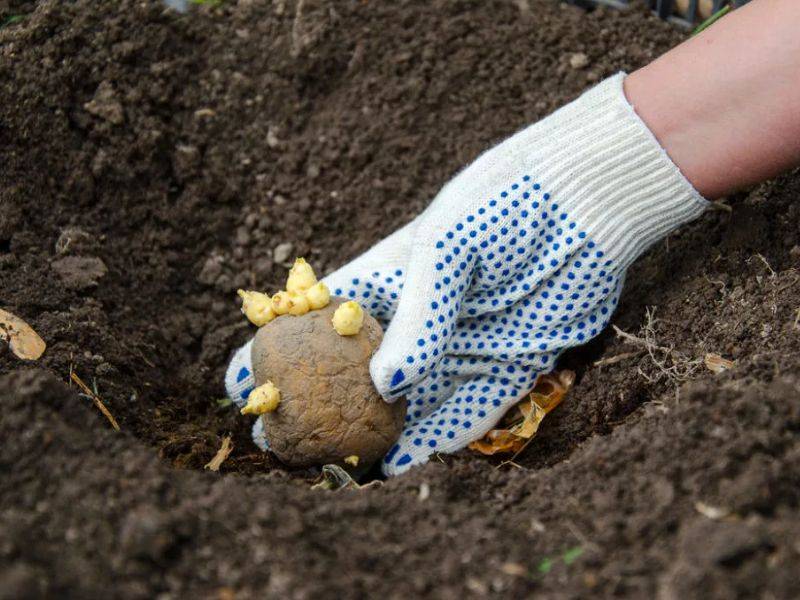 Рекомендации огородникам по удобрению картофеля при посадке и после неё