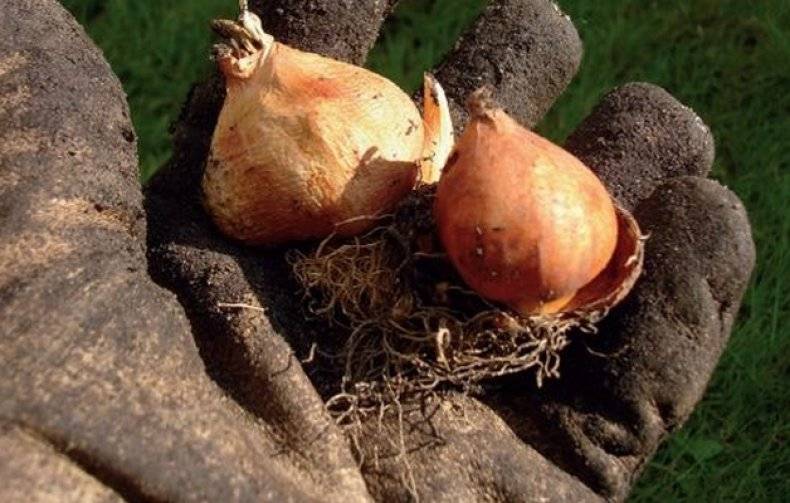 Как выбрать и хранить луковицы тюльпанов до посадки