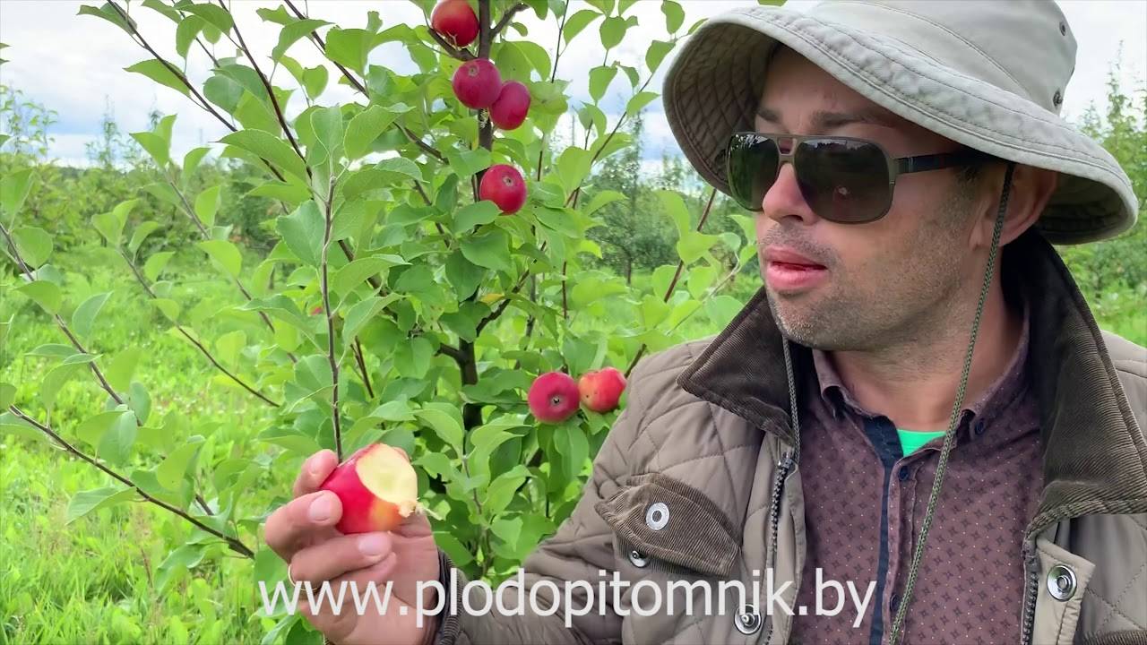 Как посадить и вырастить яблоню сорта "серебряное копытце" у себя на участке