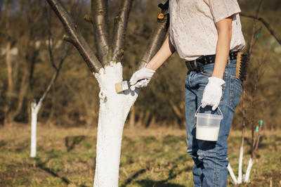 Ловчий пояс для деревьев своими руками
