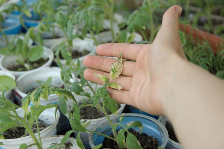 Чем полить рассаду помидор чтобы росли крепкими в домашних условиях