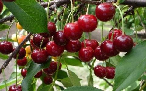 Правила подкормки вишни для богатого плодоношения