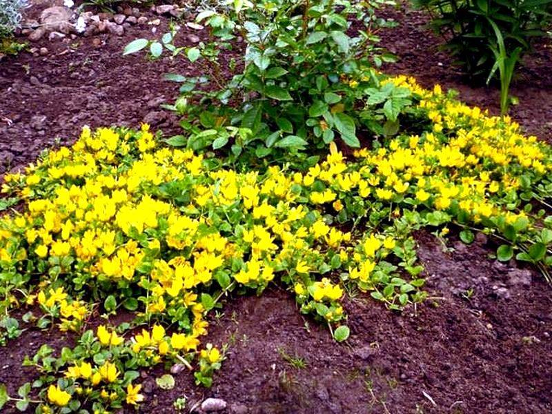 Вербейник: декоративные цветы и их выращивание в саду