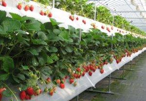Выращивание клубники в полиэтиленовых мешках или как повысить рентабельность бизнеса без особого труда и вложений
