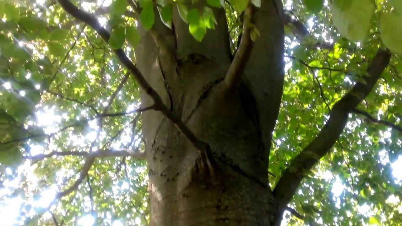 Дерево бук фото и описание где растет