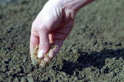 Особенности посадки корневой петрушки в открытом грунте, теплице и на подоконнике. нюансы ухода за растением