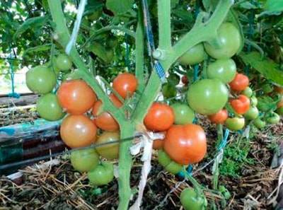 Томаты «катя»: особенности, преимущества сорта и тонкости выращивания