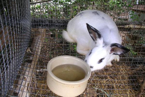 Комбикорм для кроликов: какой лучше, как сделать своими руками в домашних условиях
