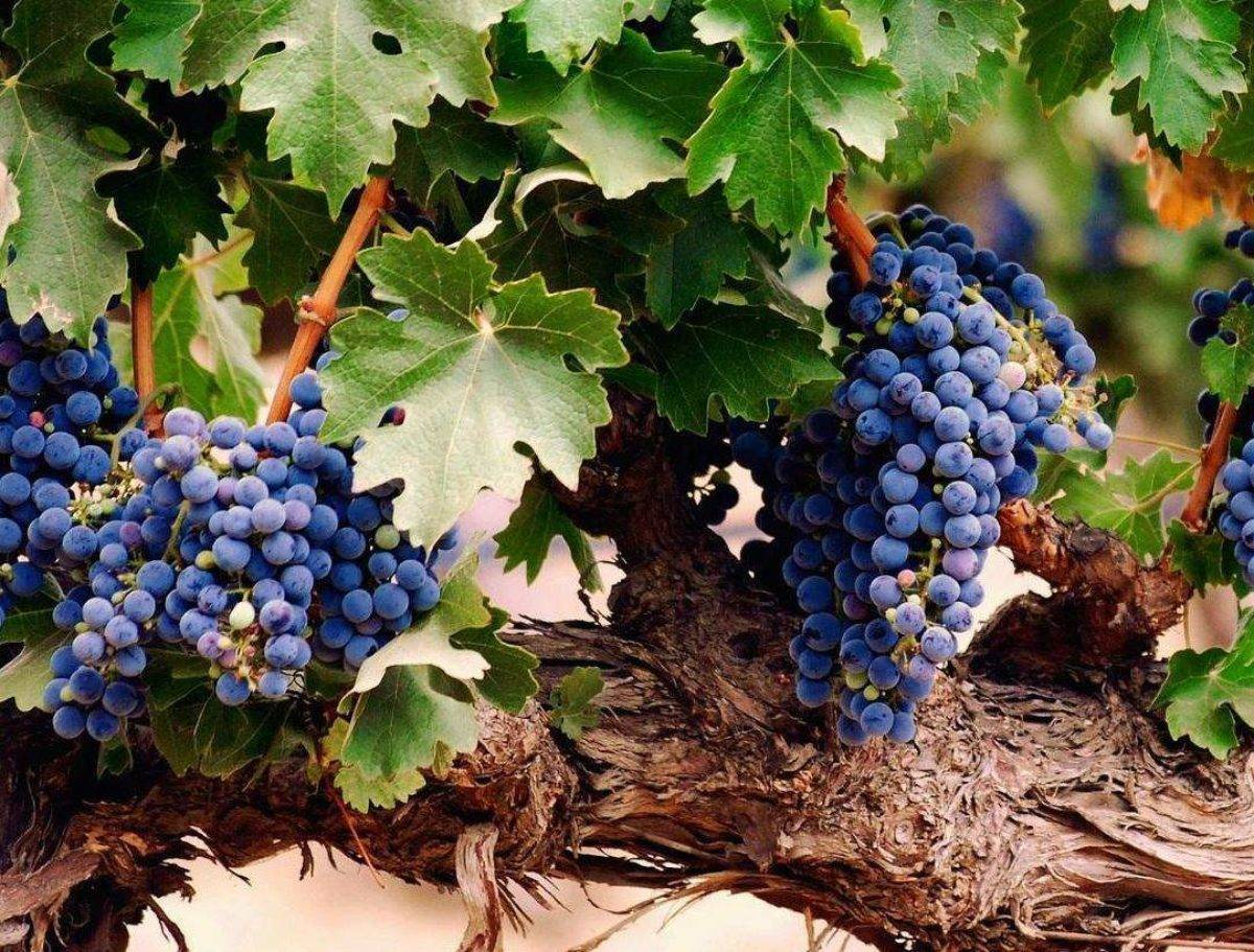 Виды гнилей винограда и самые эффективные способы лечения и профилактики