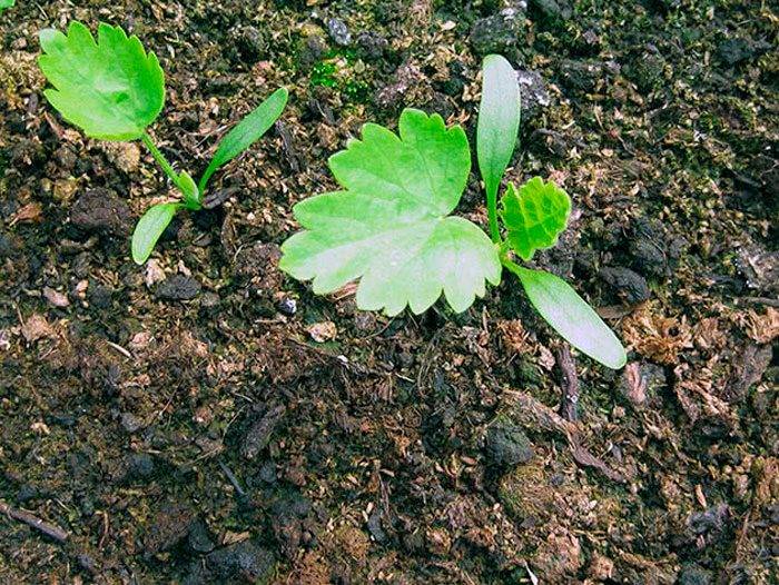 Особенности и агротехника выращивания пастернака в открытом грунте. профилактика возможных проблем