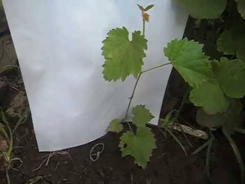 Как вырастить виноград из косточки