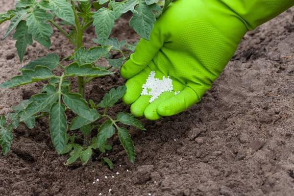 Удобрение мочевина: применение на огороде карбамида